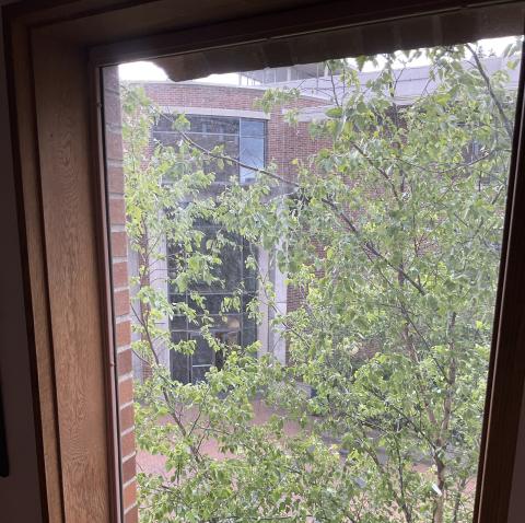View outside 370a window. The pane frames the tree outside, blocking most of the view. The Haggard main entrance is somewhat visible through the foliage.